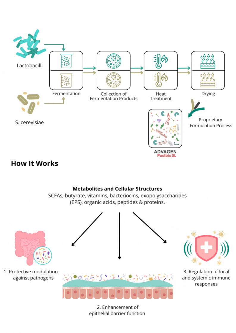 how-fibrosol-works-chart